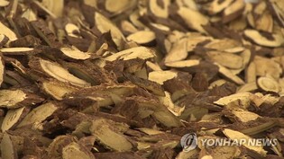 [재미있는 약초 이야기]① 씹으면 단맛이…'한약재 명재상' 감초