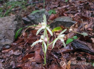 멸종위기종 '대흥란' 변산반도 국립공원서 개화
