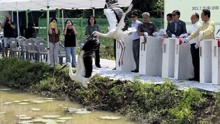 청주시 황새 가족 4마리 야생방사…"대청호 인근 자연으로"