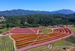 철원 고석정 꽃밭, 가을철 개장 앞두고 막바지 준비 한창
