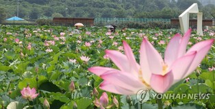 [사진톡톡] 연꽃 계절…함안에 '고려시대 연꽃' 테마파크서 활짝