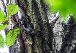 인공증식 장수하늘소, 야생 서식 개체와 자연번식 첫 확인