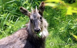 국내 연구진, 멸종위기 동물 줄기세포 동결보존 기술 확보