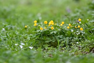 한여름도 시원한 정선 함백산 만항재 야생화 활짝