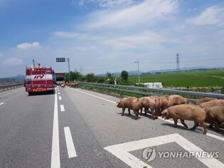 Pigs escaping from burning truck cause traffic shutdown