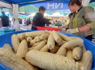 홍천찰옥수수축제 성황리 폐막…역대 최다 3만8천명 찾아