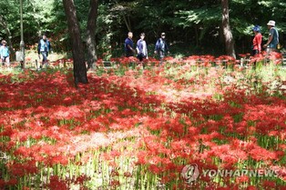 영광 불갑산 상사화축제 유료화…영광사랑상품권으로 환급