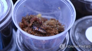 멸종위기 '두점박이사슴벌레' 인공증식 후 자연으로