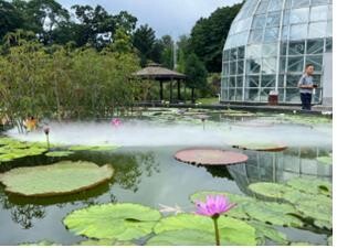 국립수목원, 8일부터 10월 6일까지 '열대 수련' 전시회
