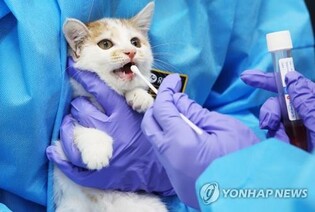 (LEAD) S. Korea detects avian influenza virus in cat food