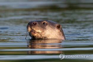 물 위에 '빼꼼'…포항 곡강천에 나타난 천연기념물 수달
