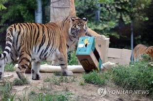 Siberian tiger dies at zoo near Seoul