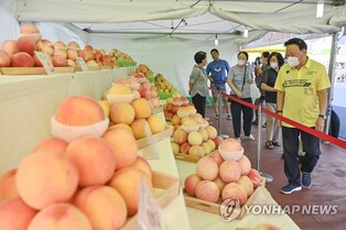 원주 치악산 복숭아 축제 19∼20일 개최…6천 상자 판매 목표