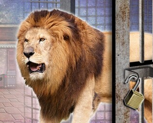 Lioness escapes animal farm in Goryeong