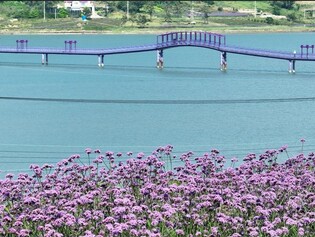 신안 퍼플섬 전국 최대 버들마편초꽃 '활짝'