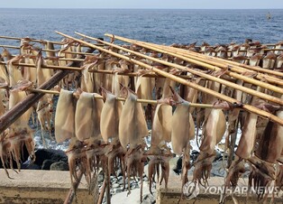10년 새 13%로 줄어든 오징어 어획량…울릉군 오징어축제 고민