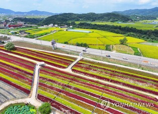 철원 대표 관광지 고석정 꽃밭, 28일부터 나흘간 무료 개장