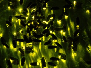 무주 반딧불축제 9월 2일 개막…생태탐험·낙화놀이 등 풍성