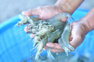 '섬 왕새우 축제' 신안 팔금도서 내달 8∼17일 개최