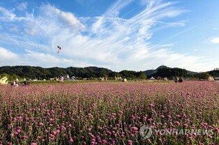 양주시, 내달 1일 '나리공원 천일홍 꽃밭' 개장