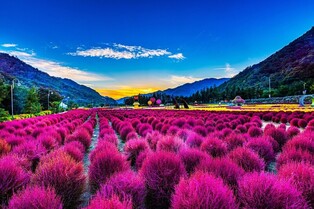 내설악 품은 인제 가을꽃 향연 D-22…형형색색 꽃길에 숲길까지