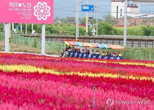 형형색색 가을꽃에 푸짐한 음식, 흥겨운 음악…전국은 축제 물결