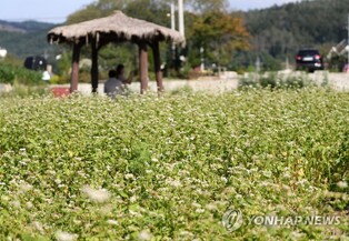 '소설처럼 아름다운 메밀꽃밭'…2023평창효석문화제 8일 개막