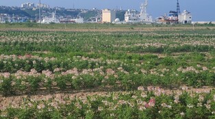 동해 묵호항 매립지 가을꽃 20만본 만발…가을 정취 물씬