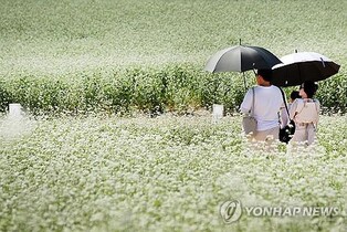 가을 대하 맛보고 메밀꽃 배경으로 찰칵…전국 축제장 북적