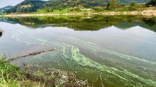 환경단체 "백제문화제 위해 공주보 물 가두자 하루 만에 녹조띠"