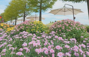 순천만정원박람회, 가을 맞아 새 볼거리 '풍성'