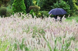 가을비 속 축제장엔 인파 몰리고 추석 앞두고 벌초 행렬