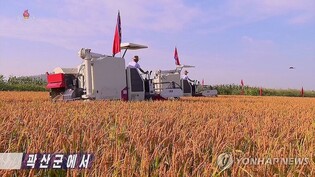 N. Korea's food shortages probably improved on crop harvest, imports: unification ministry