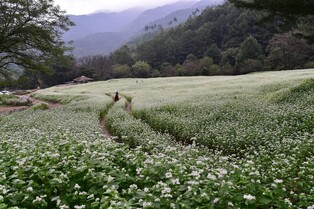 "청주 추정리 된내기골 3만㎡ 메밀밭서 힐링하세요"