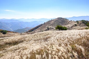 전국 5대 억새 군락지 정선 민둥산 은빛 억새 축제 22일 개막