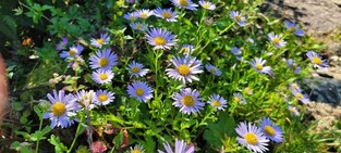 [픽! 단양] 소백산에 찾아온 가을 전령…야생화 개화