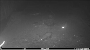 오소리와 삵의 동행?…무인 카메라에 포착된 국립공원 동물들