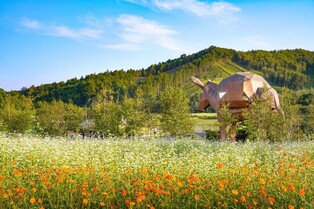 [여행honey] 평창 메밀꽃과 육백마지기를 찾아서