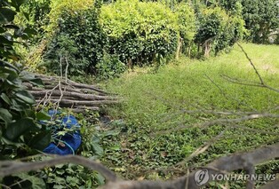 잡초만 무성했던 거제 공곶이, 수선화 다시 심고 부활 날갯짓
