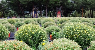 자라섬 꽃축제 추석 연휴 6만5천명 방문…가평 인구보다 더 왔다