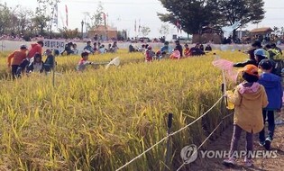 '농경문화 체험행사' 김제 지평선축제 개막…53개 프로그램 진행