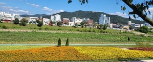 청주 무심천·옛 시청사 등 '꽃 정원' 만발