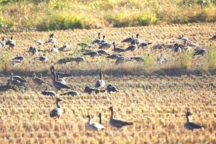 [픽! 서산] 서해 천수만에 도래한 겨울 철새 기러기류
