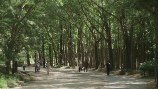 ubc울산방송, 보도특집 '우리는 도시숲으로 간다' 7일 방영