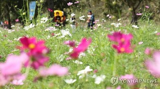 [사진톡톡] 가을이 오는 길…밀양 초동면 코스모스 활짝