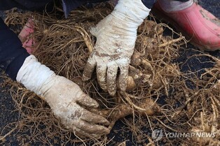 '축제의 계절'…파주시 풍성한 축제 마련