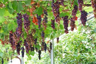 [여행honey] 와인 향기와 국악의 풍류 그윽한 영동