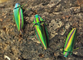 밀양 표충사 사찰림서 멸종위기 '비단벌레' 집단 서식지 발견