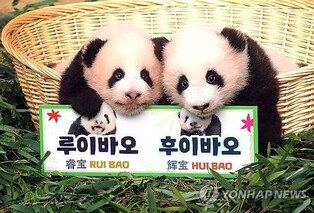 Everland discloses twin baby pandas' names