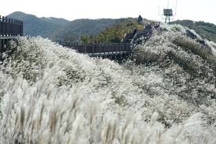 [픽! 홍성] 오서산에 억새꽃 은빛 물결 '장관'